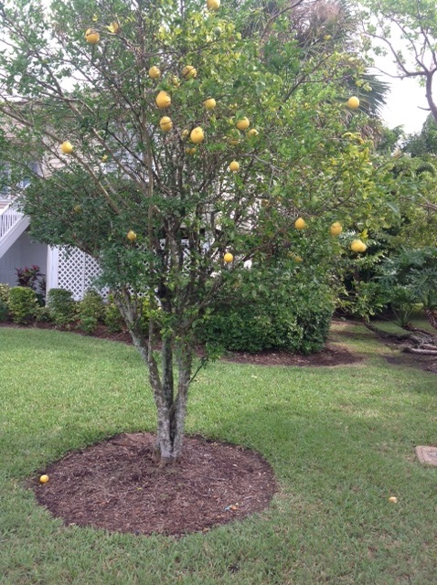 Orange tree