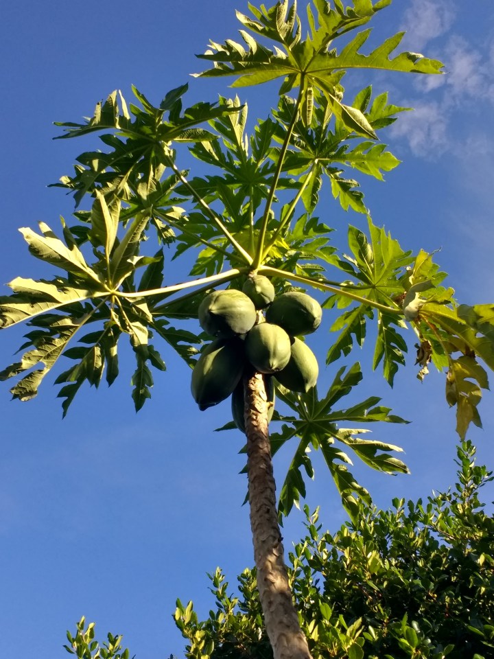 Papaya tree.jpg