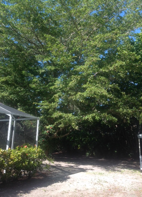 picture of a magnificent tree in my back yard