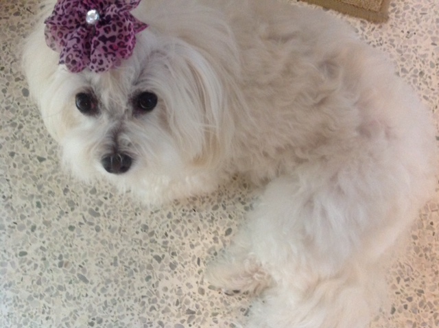 picture of a beautiful white dog with a purple decoration on her forehead