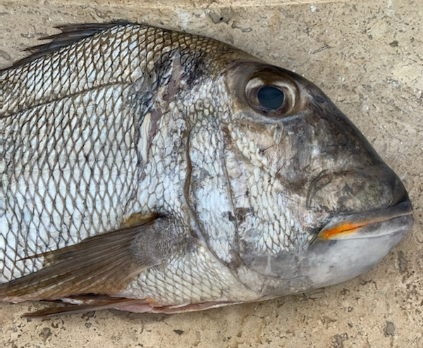 freshly caught fish ready for filleting