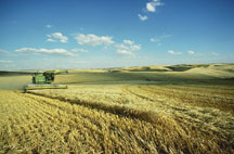 Combine harvesting barley in a very large field