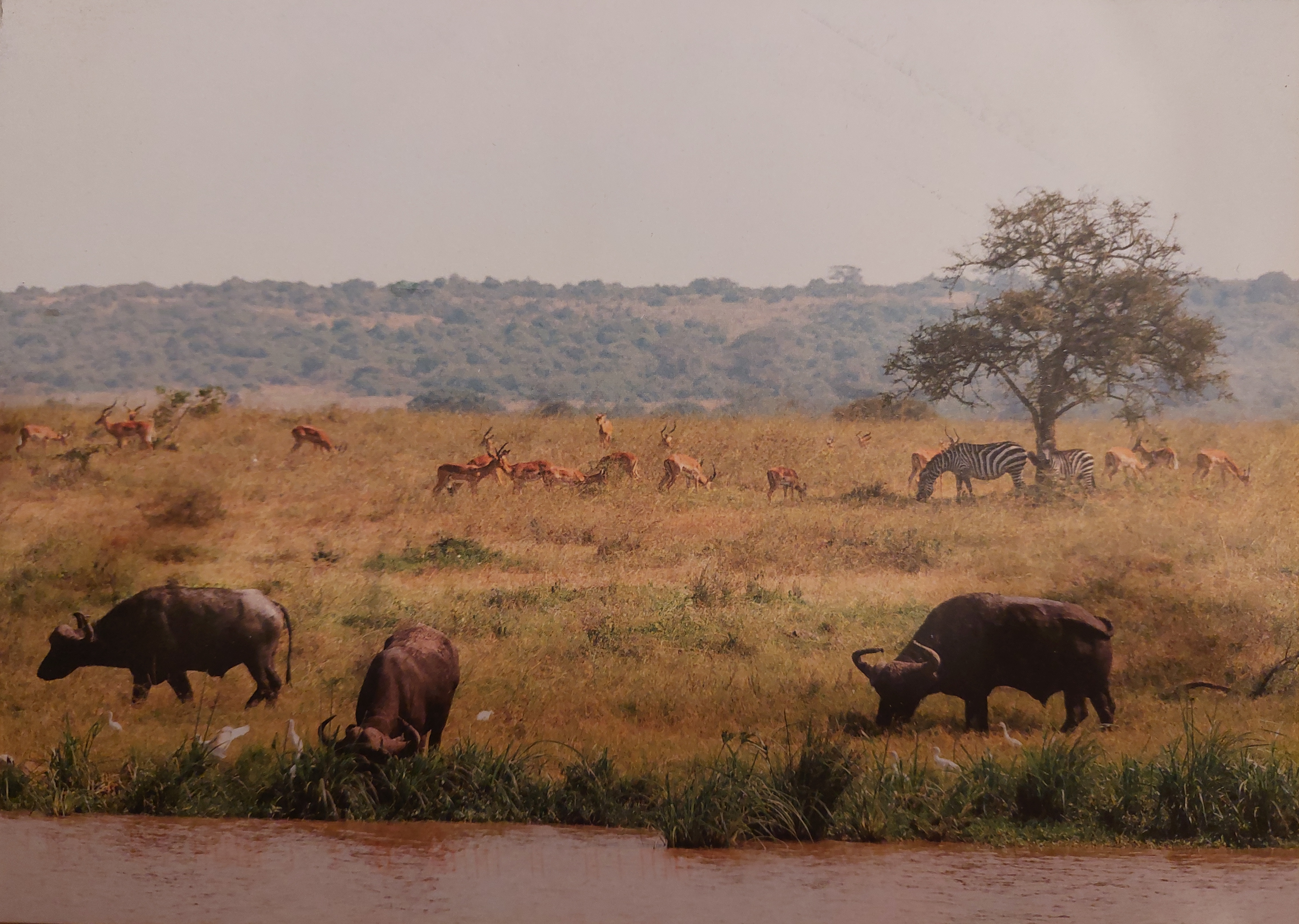 African landscape complete with wildlife