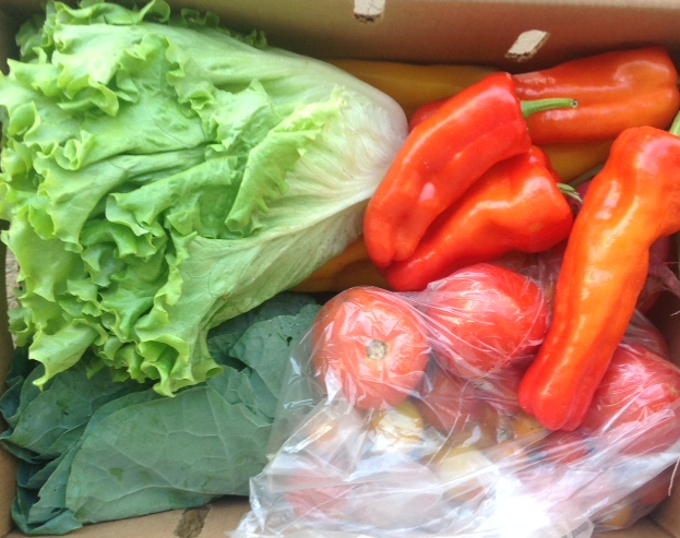 box of fresh romaine, peppers, tomatoes and spinach