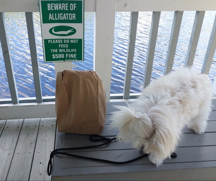 dog on bench with picnic bag with a BEWARE of ALLIGATOR sign overlooking the river